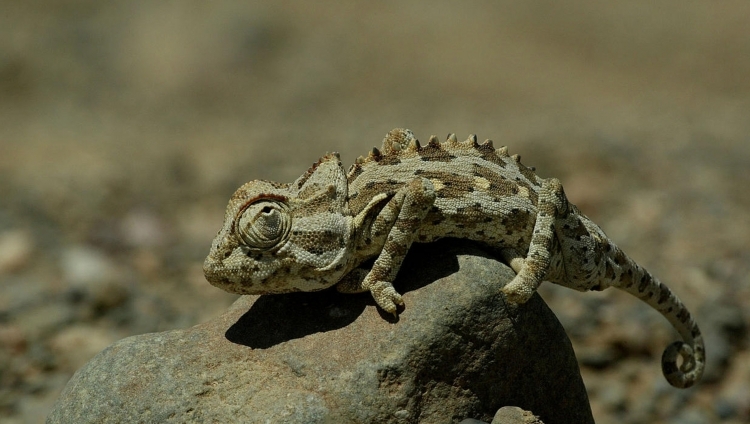 Damaraland Camp - Namaque Chameleon